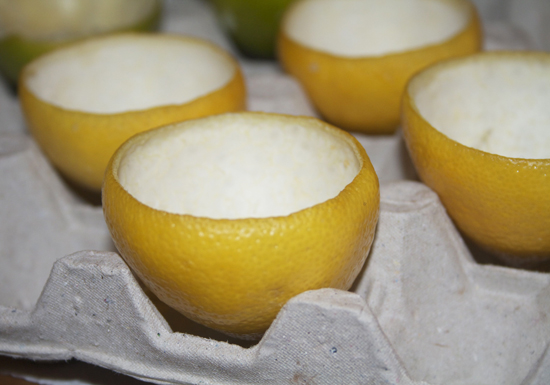 Lemon Shells